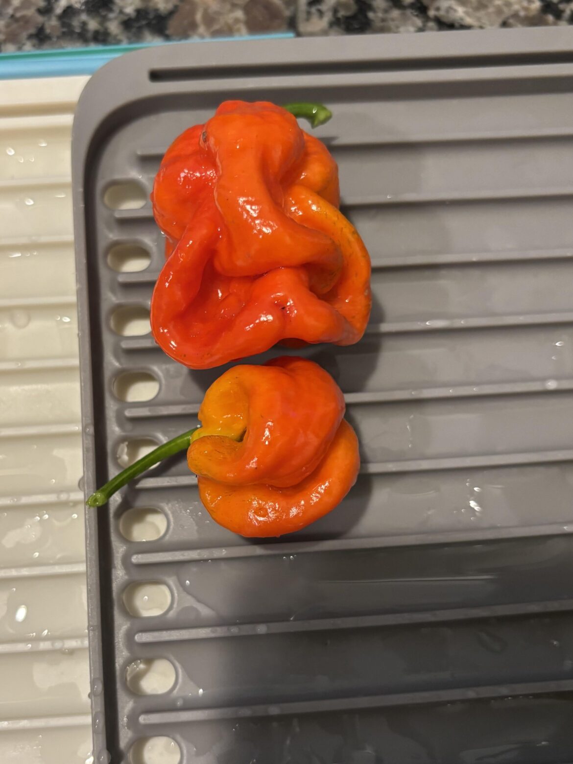 First time growing ,chocolate habs’. Is orange a stage on way to brown? Or did I get Joe’d?