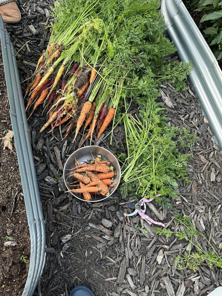 Just want to show off my very first carrot harvest