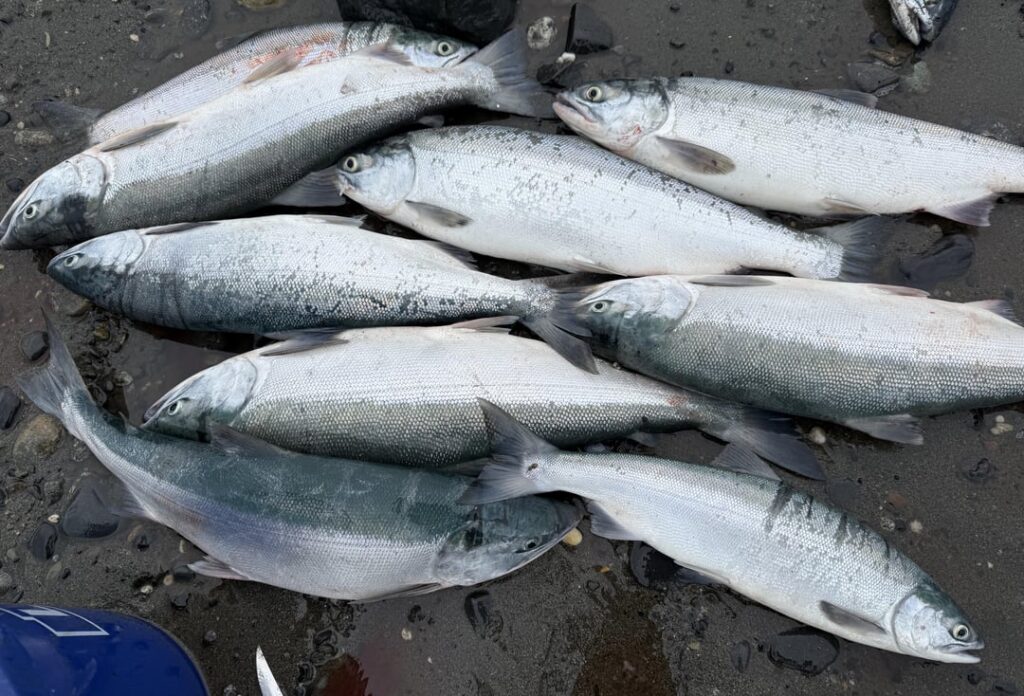 I love living in Alaska. 2 day trip, 28 Salmon.