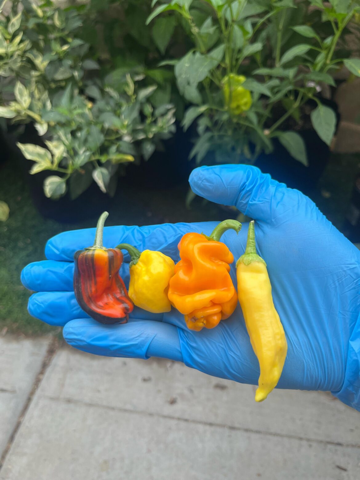 A nice mix of peppers this morning