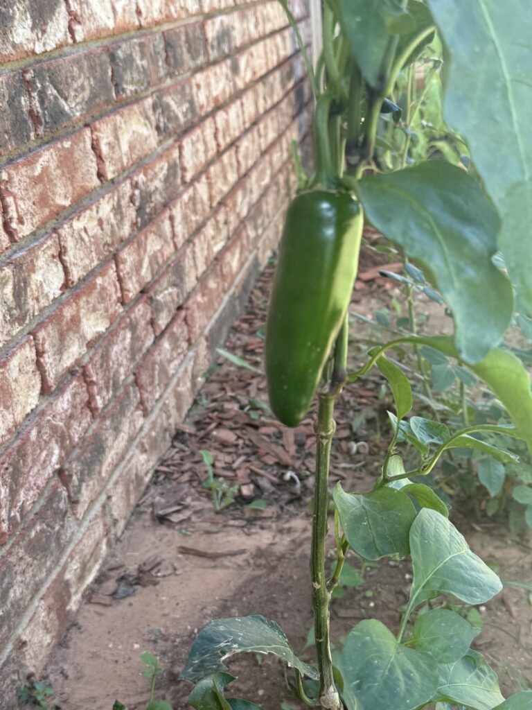 Are these immature Poblanos or another pepper