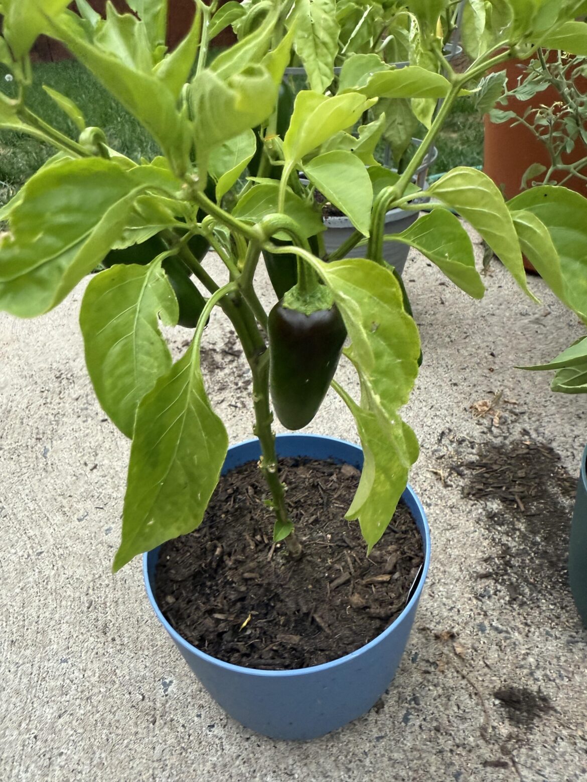Half size jalapeños and turning red?
