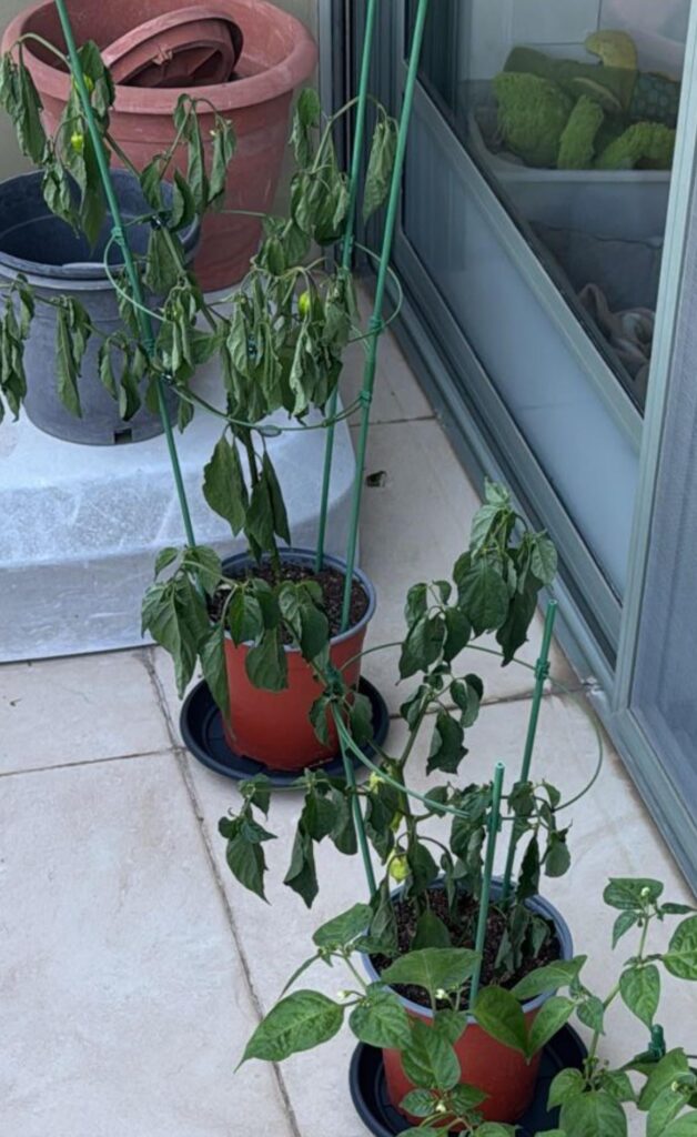 Forgot to water this morning