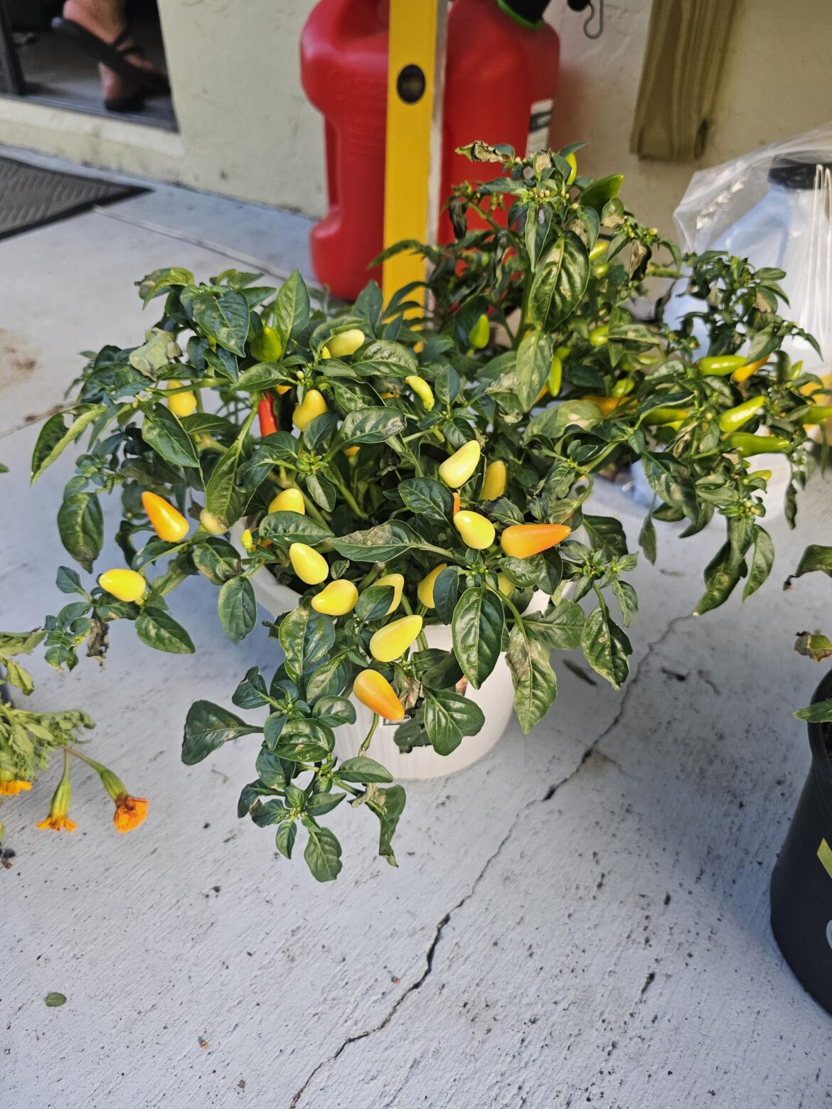 I bought this pepper plant but im told it's not edible. How can I tell exactly?