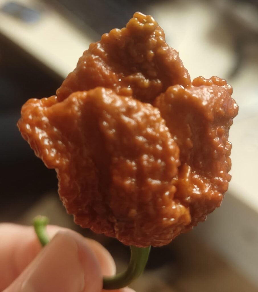 What the hell did I grow?!