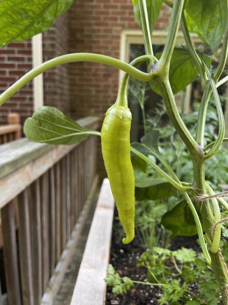 Help: What kind of pepper is this?