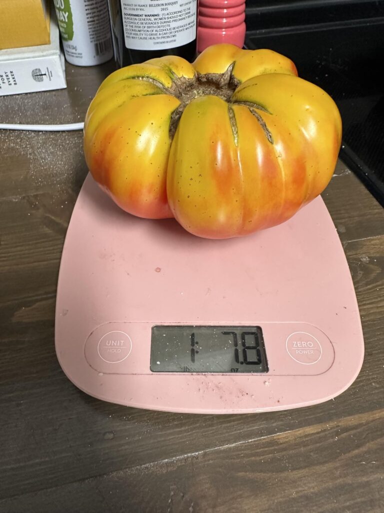 My most beautiful tomato of the year so far, the lone fruit I’ve been able to pick from my Virginia Sweet