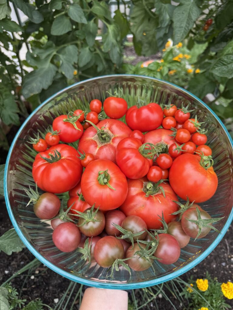 Tomato trellis harvestš„¹ Tomato trellis harvestš„¹