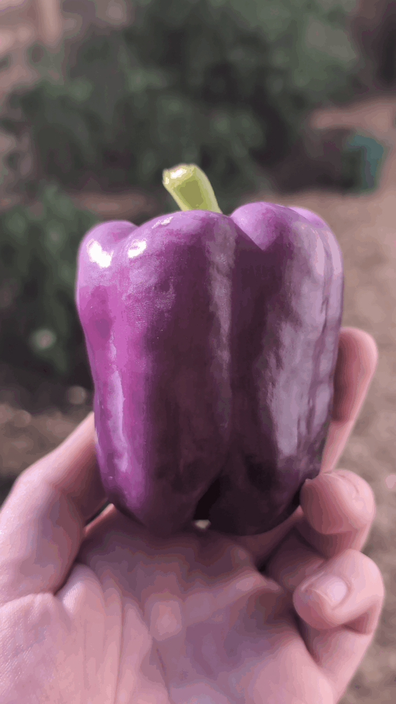 Harvested my first tequila bell pepper💜
