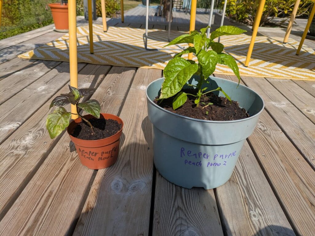 Why did one of them turn purple?