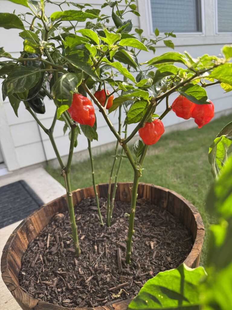 My first habs are here!