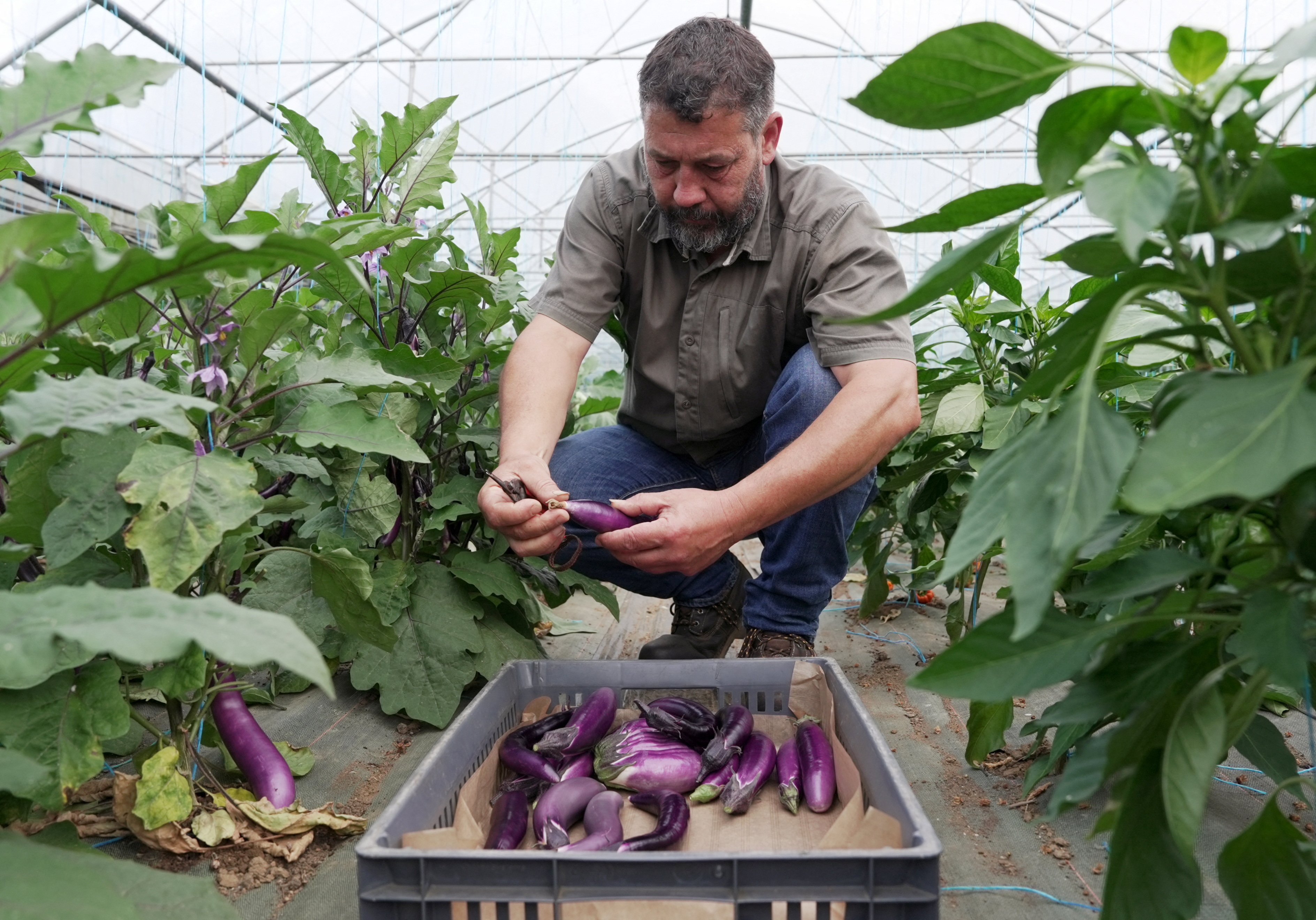 A chef gardener harvests Japanese eggplants in a greenhouse.