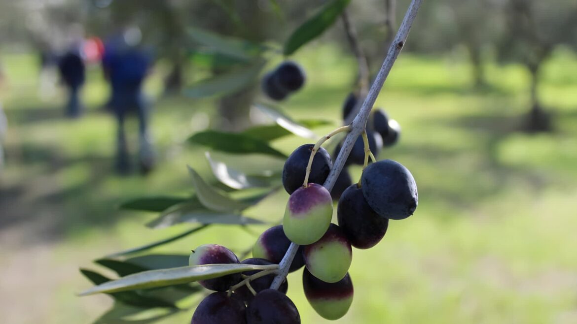 Apulian Village Bets on Olive Growing Heritage to Revive Economy Olive Oil Times