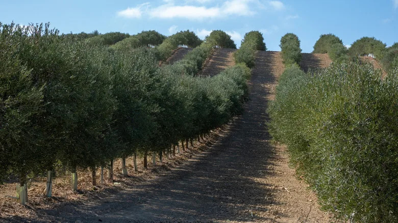 A field of Spanish olive trees