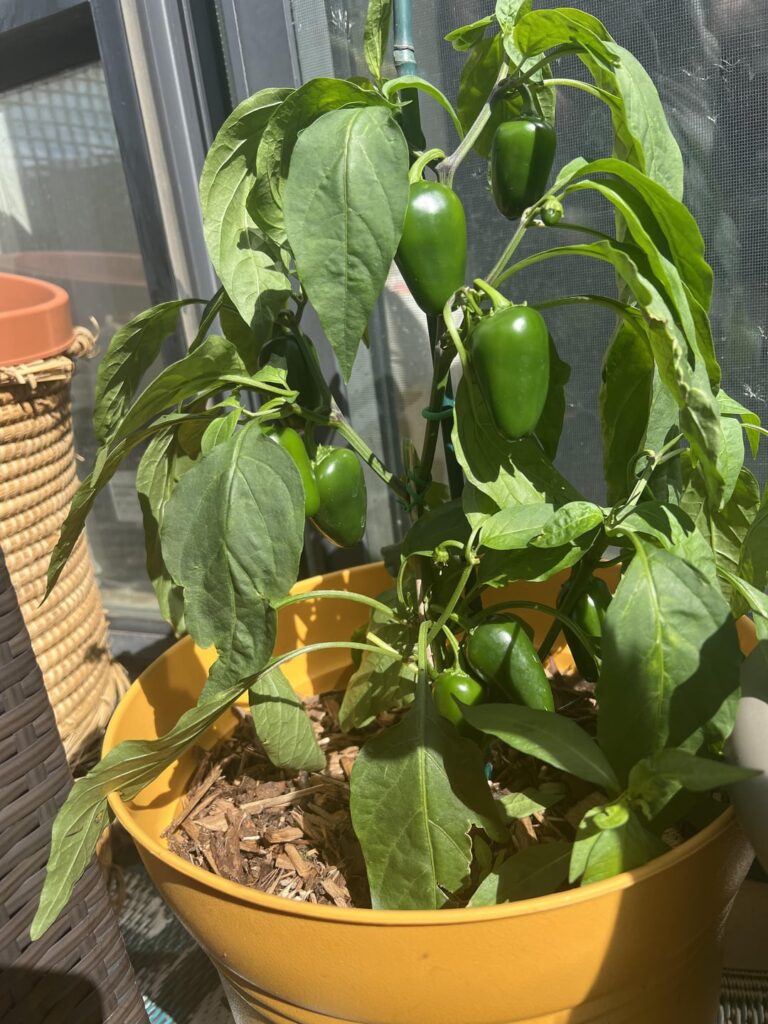 What the heck is this guy? What the heck is this guy?