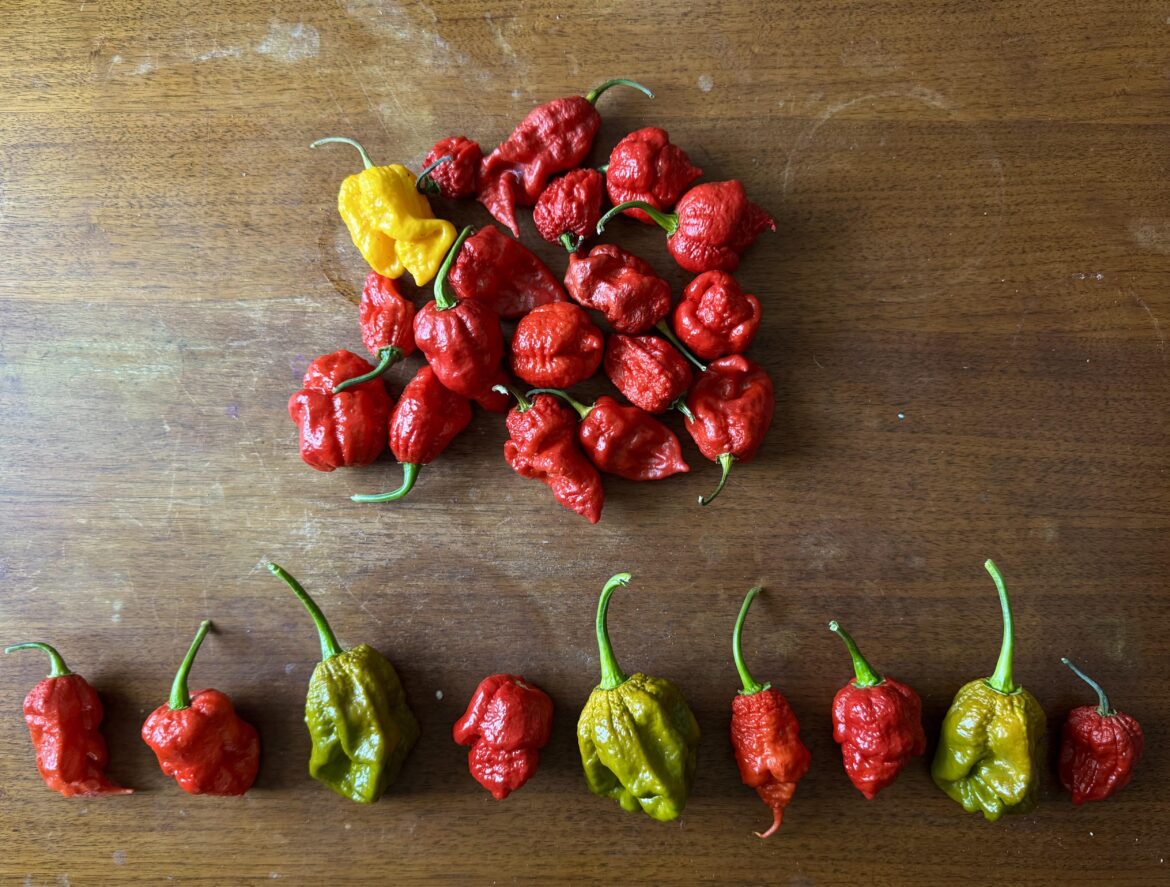 Going for a Full Spectrum of Pain