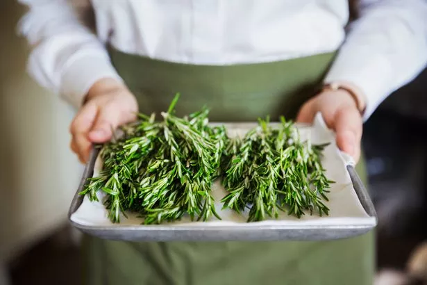 plate of rosemary 