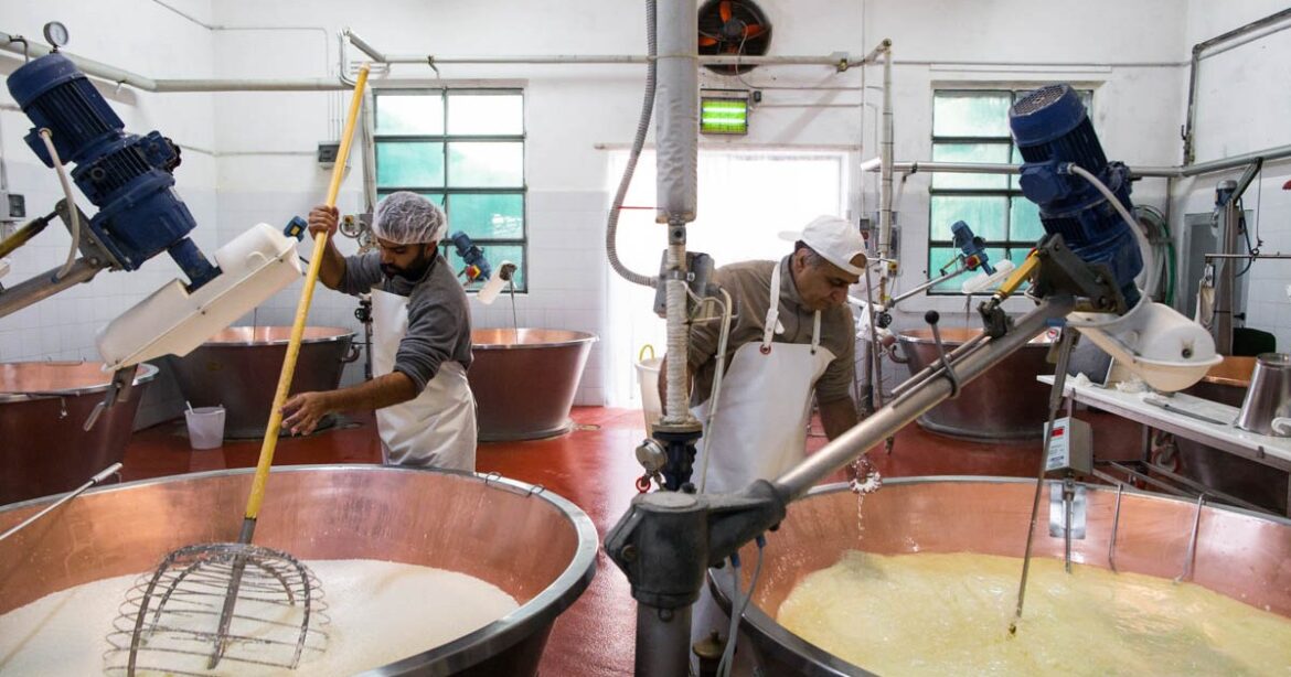 The Indians saving Italy’s traditional cheese industry | The Far Right