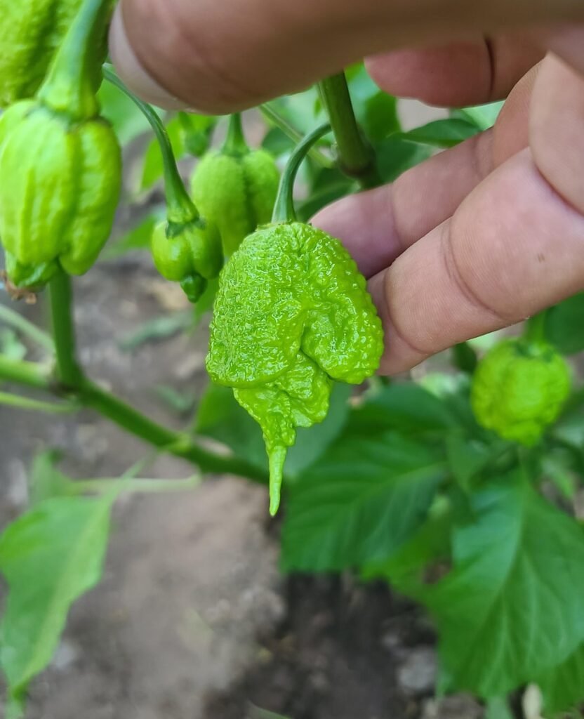 These are going to burn! Sorry for the slightly blurry photos, lol.