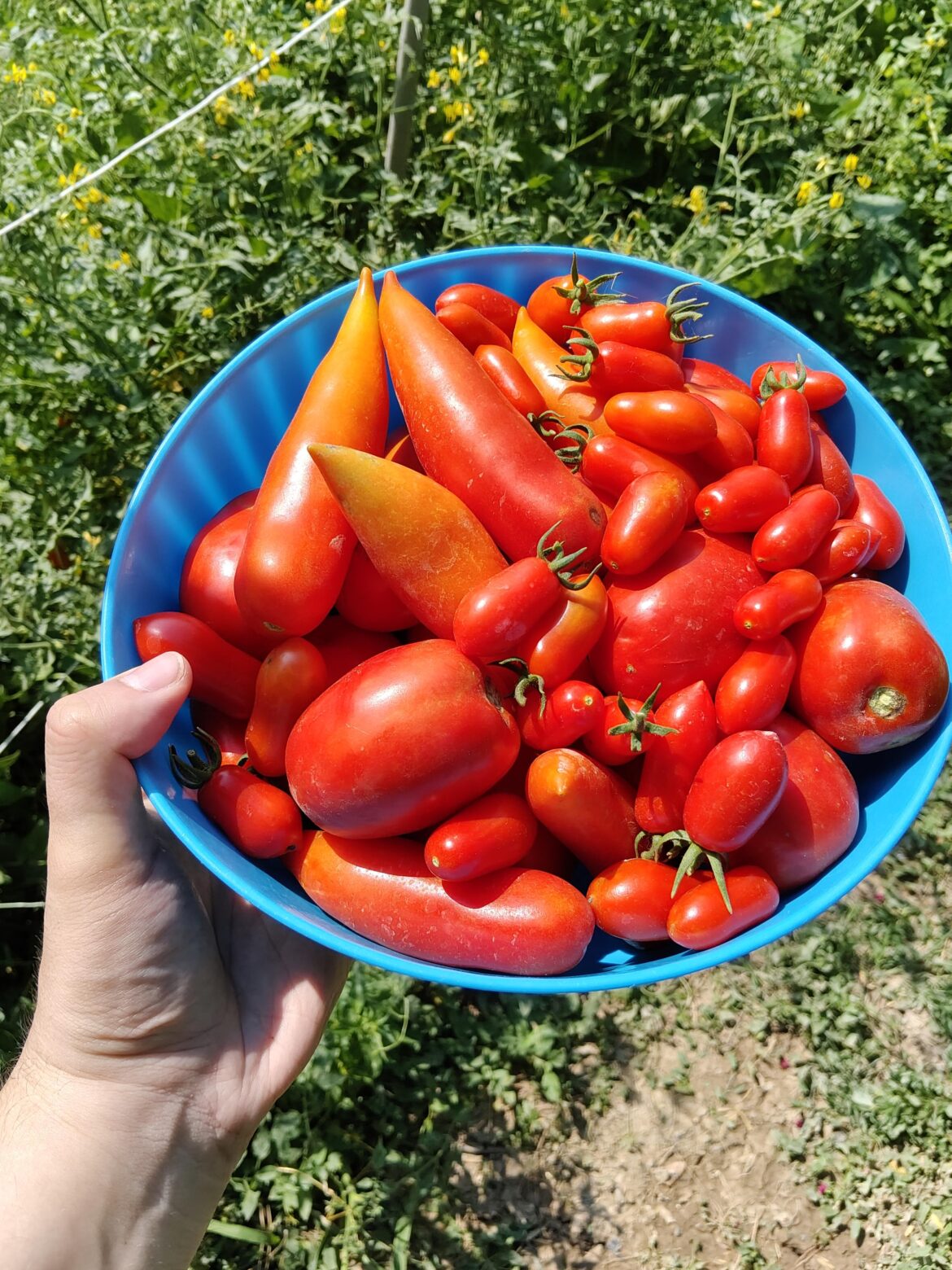 First tomato harvest