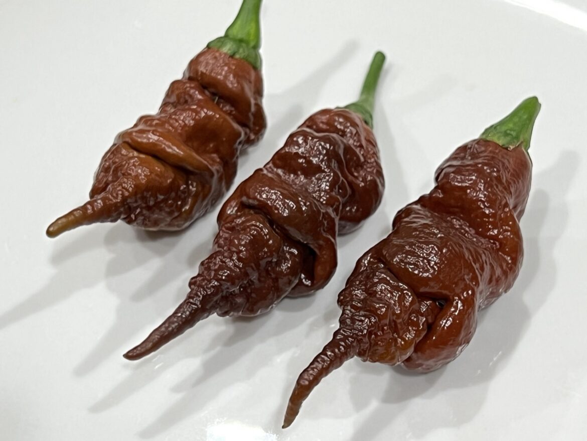 Which Chocolate T-Rex should I eat first?