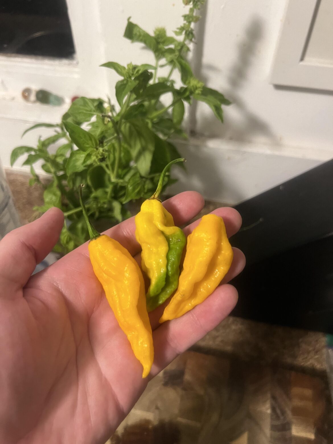 Got these yellow ghost peppers from the farmers market. What should I do with them?