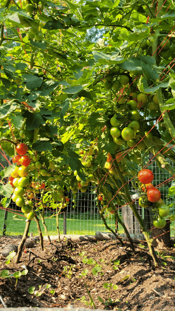 I’m going to vine ripen! I'm going to vine ripen!