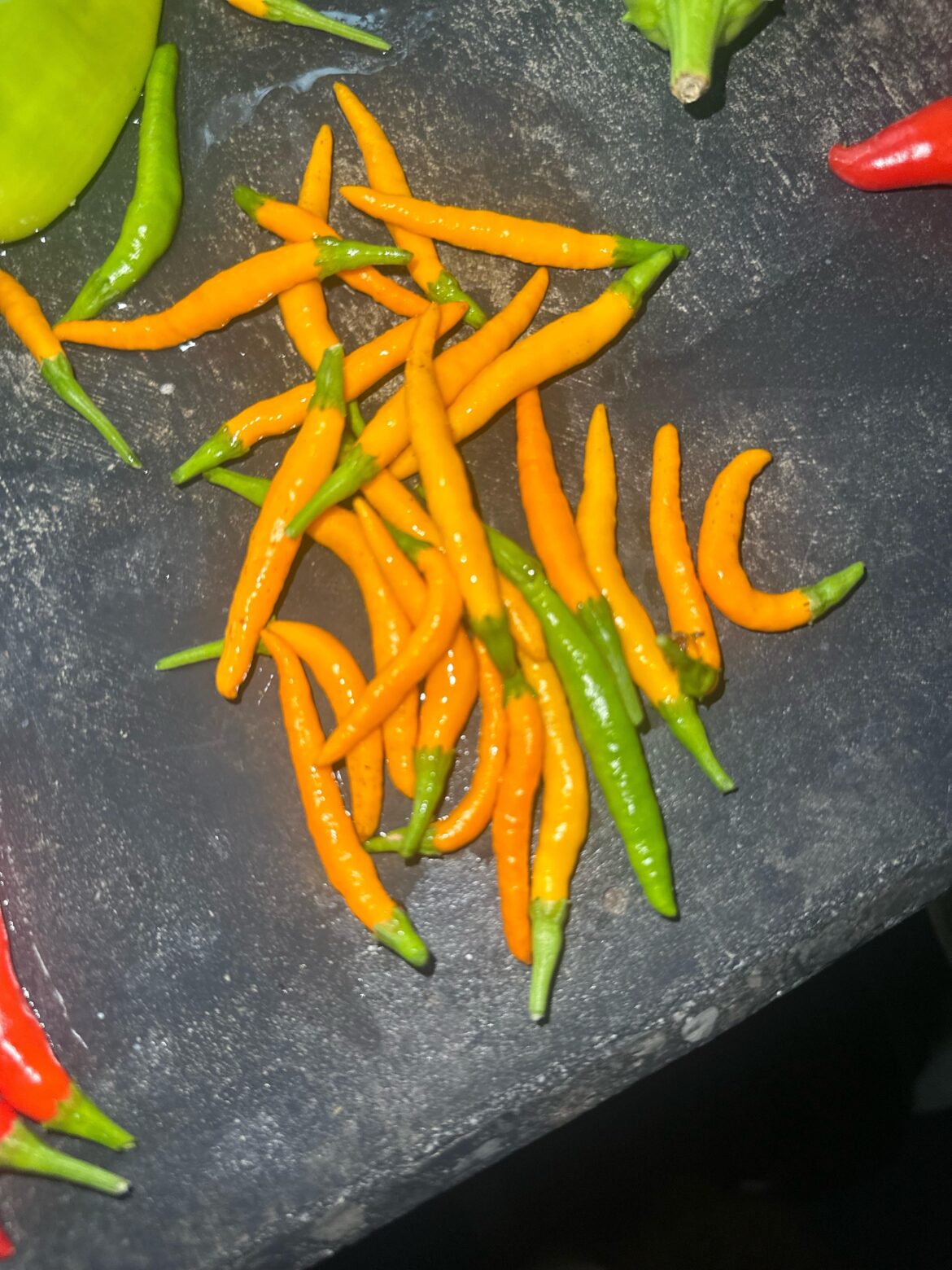 Lost Garden Tag! Any help identifying?