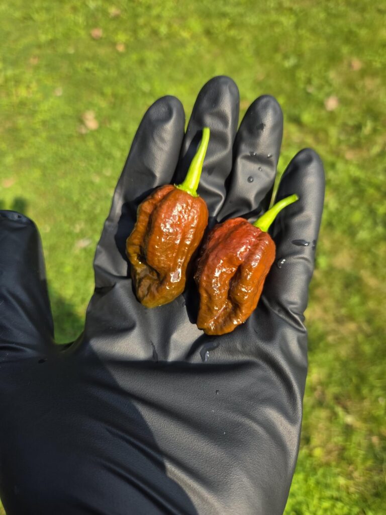 Aaannnndddd my insides are on fire. Aaannnndddd my insides are on fire.