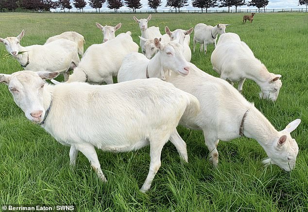 Patients who were infected said they had eaten pasteurised goat's or cow's milk cheese before becoming sick
