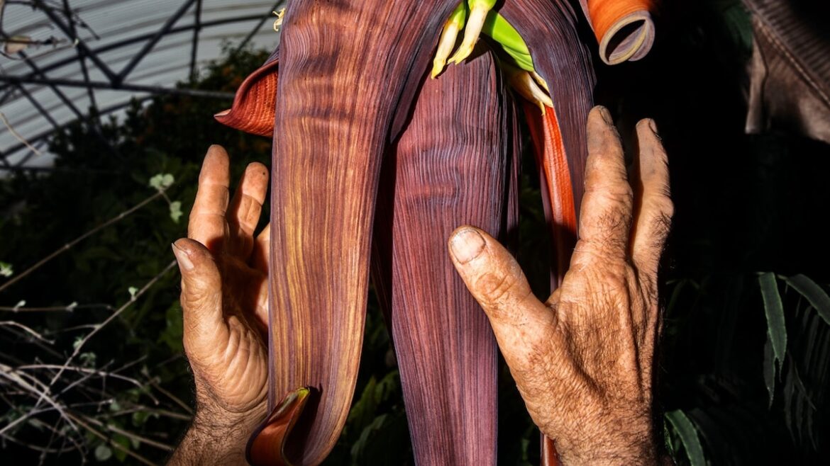 Is the future of Italy tropical? Why Sicilian farmers are trading olives for papayas