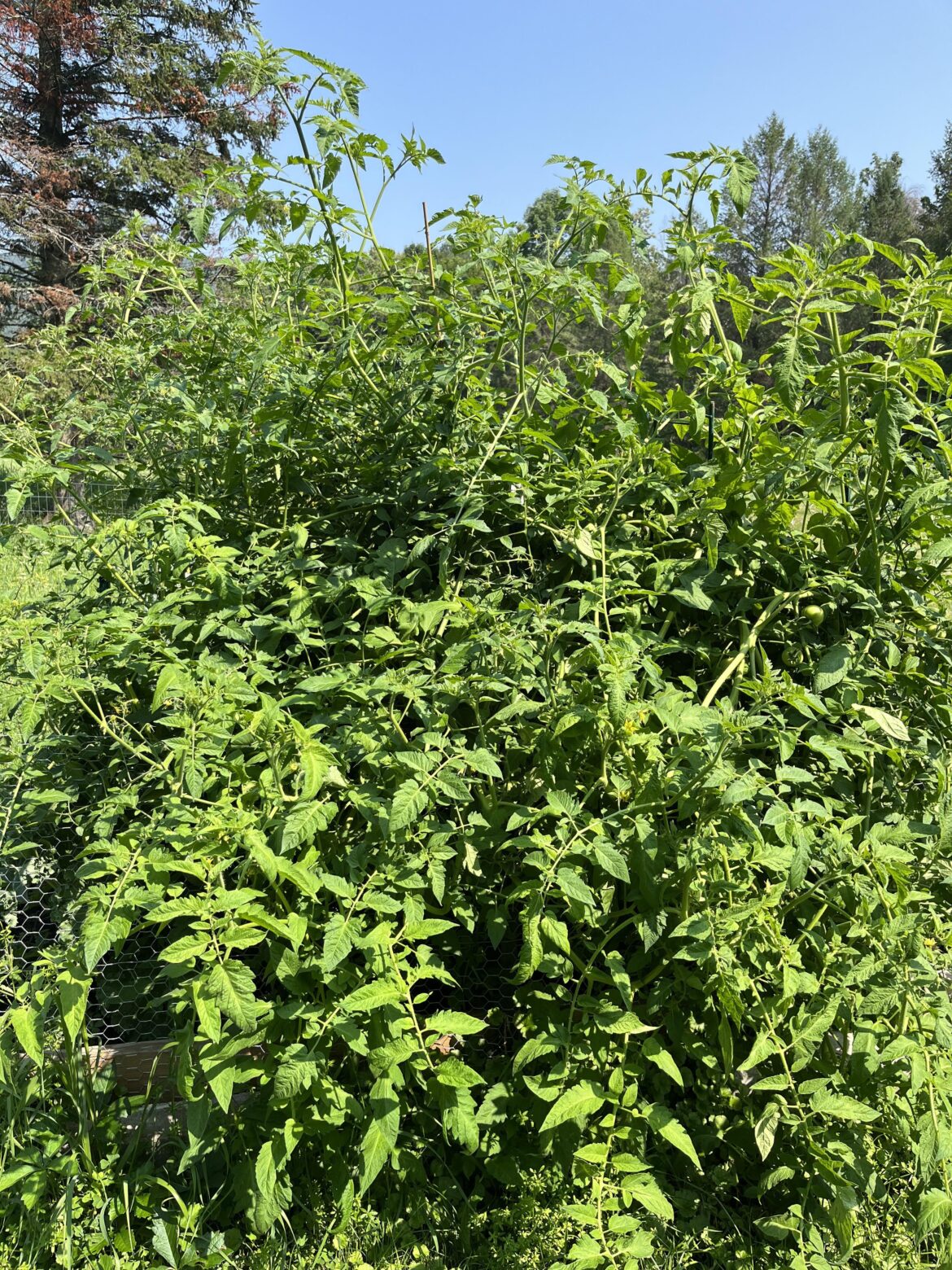 Tomatoes got totally out of hand