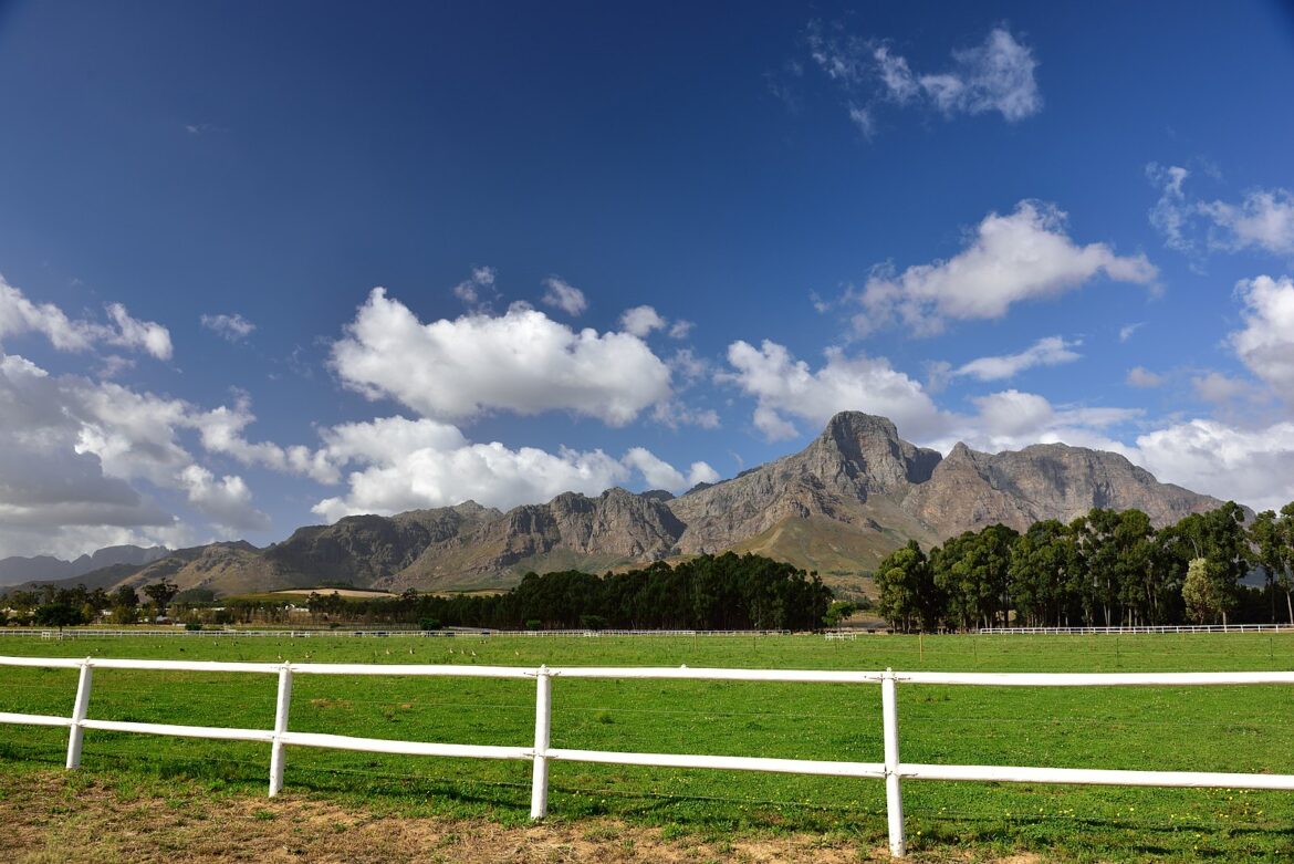Green wine routes: South Africa’s eco-friendly vineyards