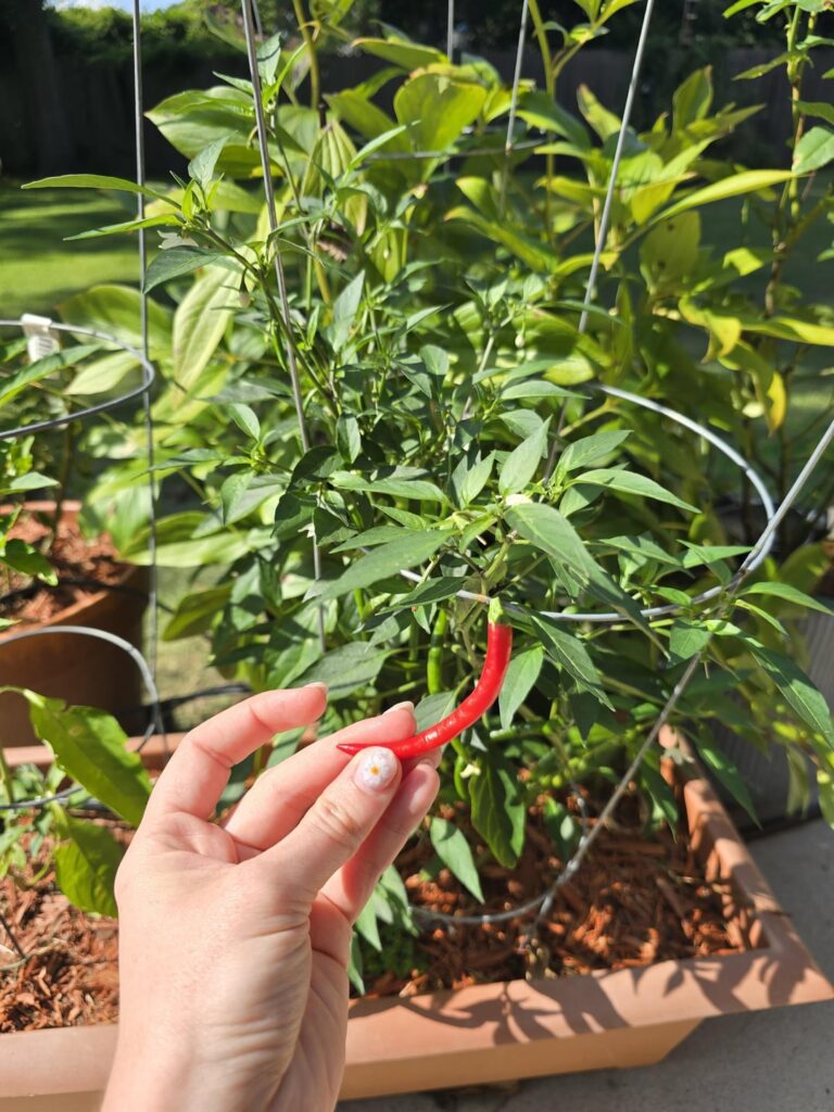How do you dry your peppers?