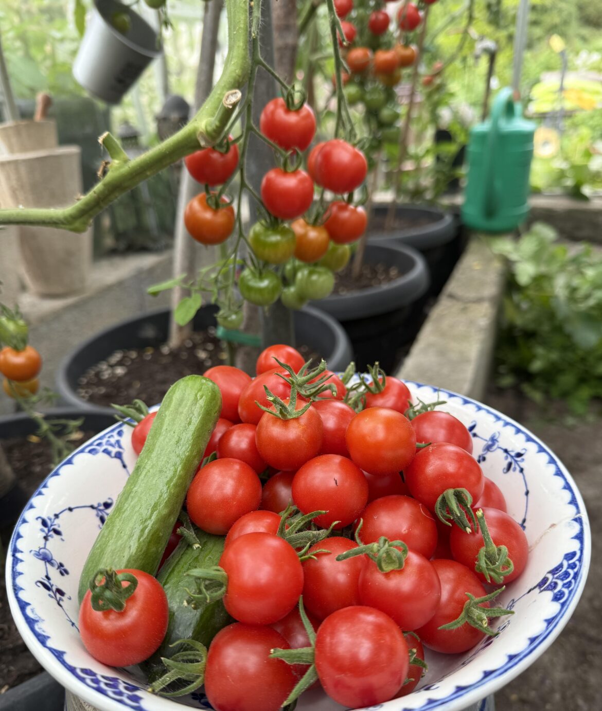 Feeling blessed to have a my own greenhouse 💚🍅🥒💚
