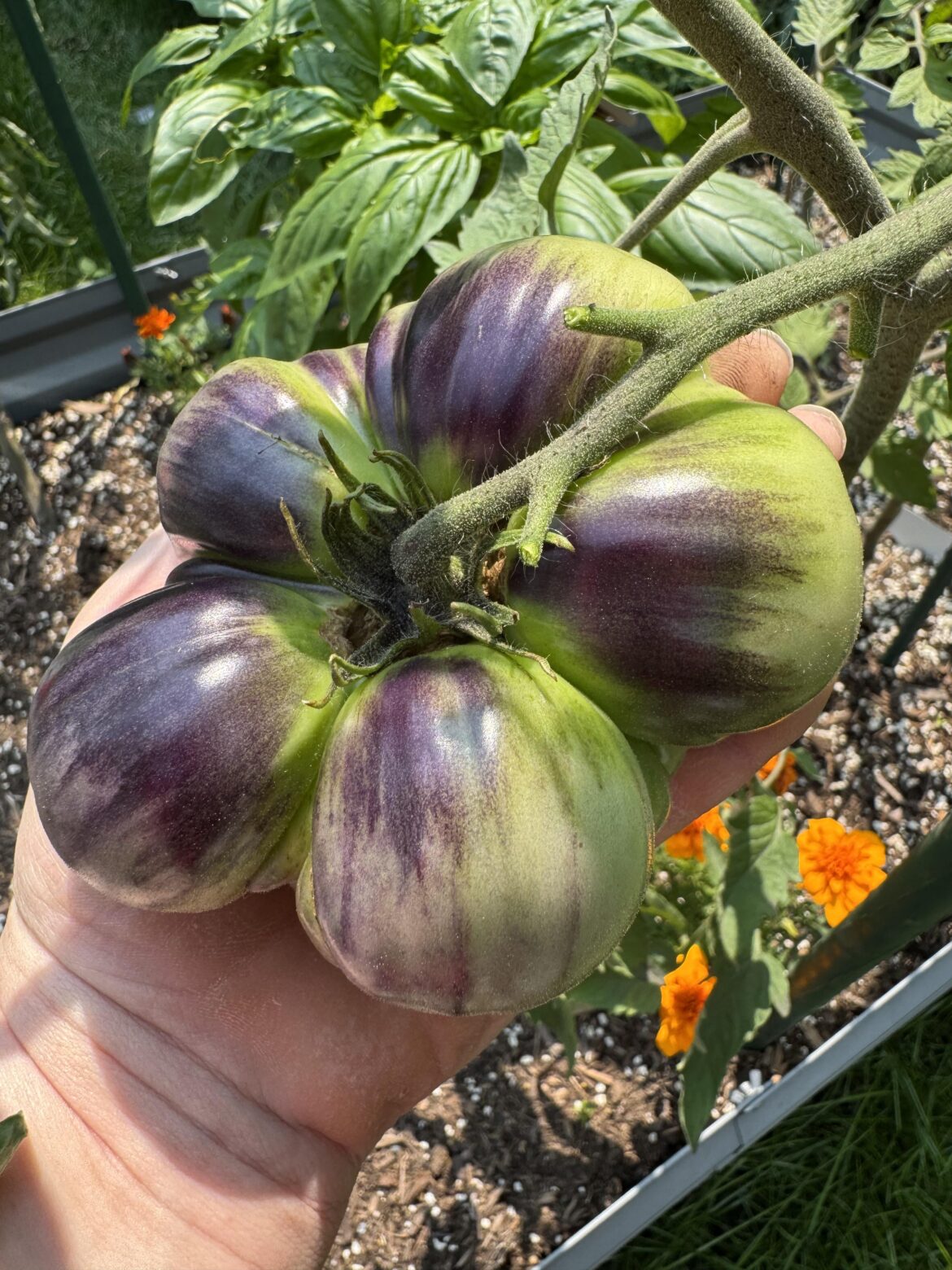 Conjoined quintuplet Sart Roloise tomato.