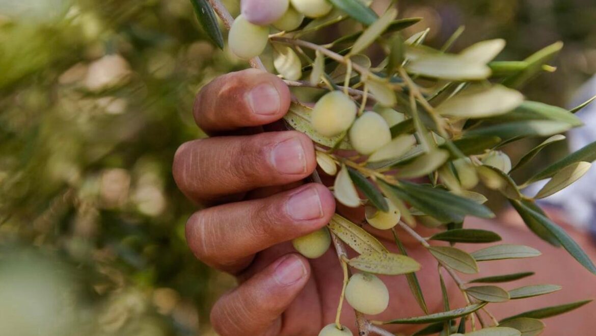How California Olive Oil Producers Are Adopting Regenerative Agriculture