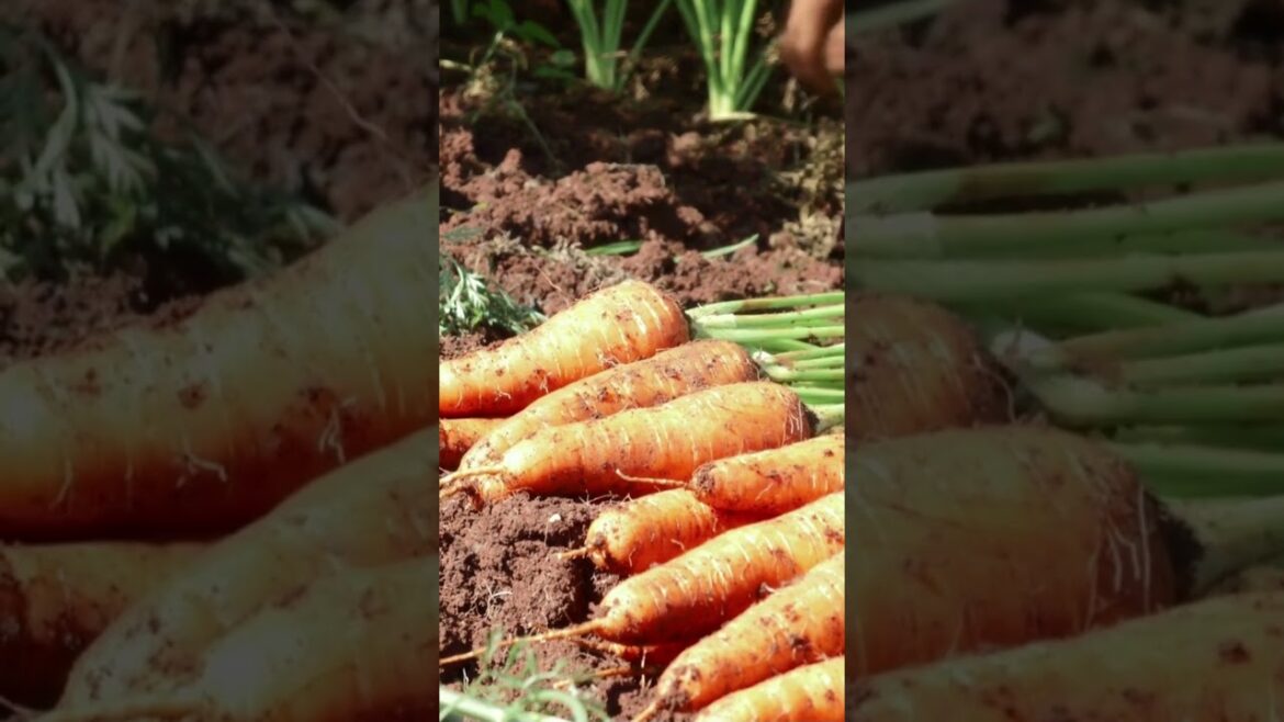4 Les carottes Le Potager en Août  On ne s'arrête jamais #potager #jardin #permaculture #garden