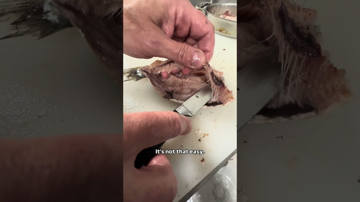 Baked sardine Provençale Baked sardine Provençale