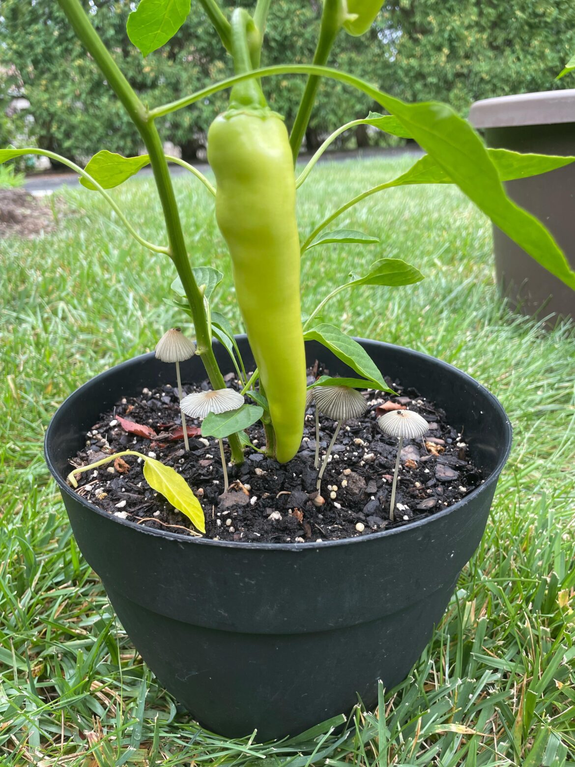 My peppers are growing shrooms
