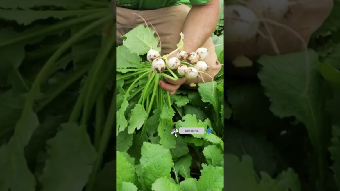 5 Les navets Le Potager en Août On ne s’arrête jamais #potager #jardin #permaculture #garden 5 Les navets Le Potager en Août On ne s'arrête jamais #potager #jardin #permaculture #garden