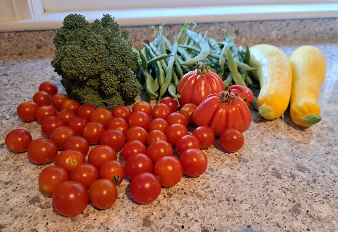 My best harvest of the year