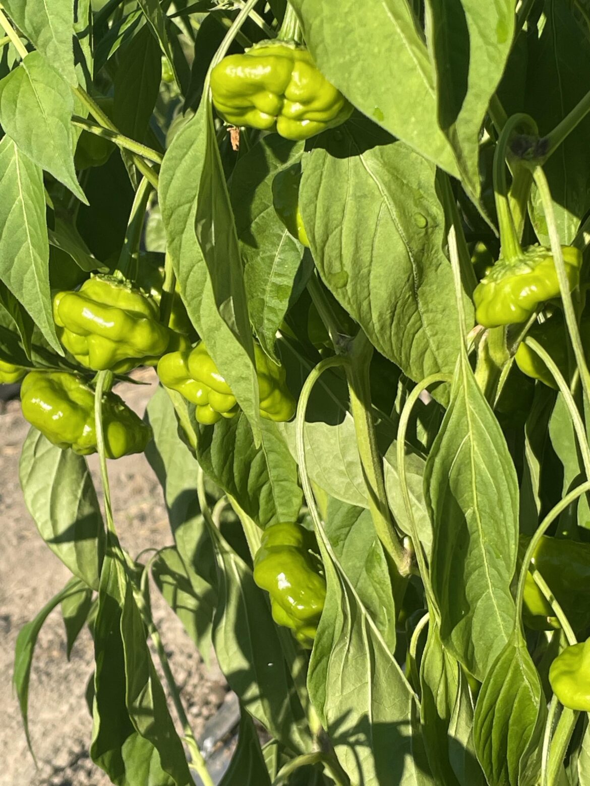 Looks like I got shroomed all the way out here in western Japan.