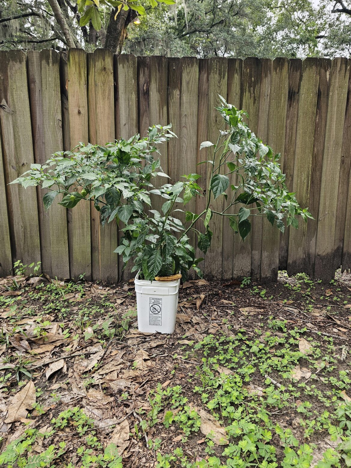 I had to share how big my ghost pepper plant is! Banana for scale.