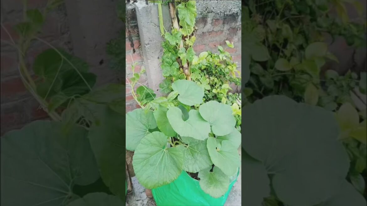 My beautiful green vegetable garden #vediocreator