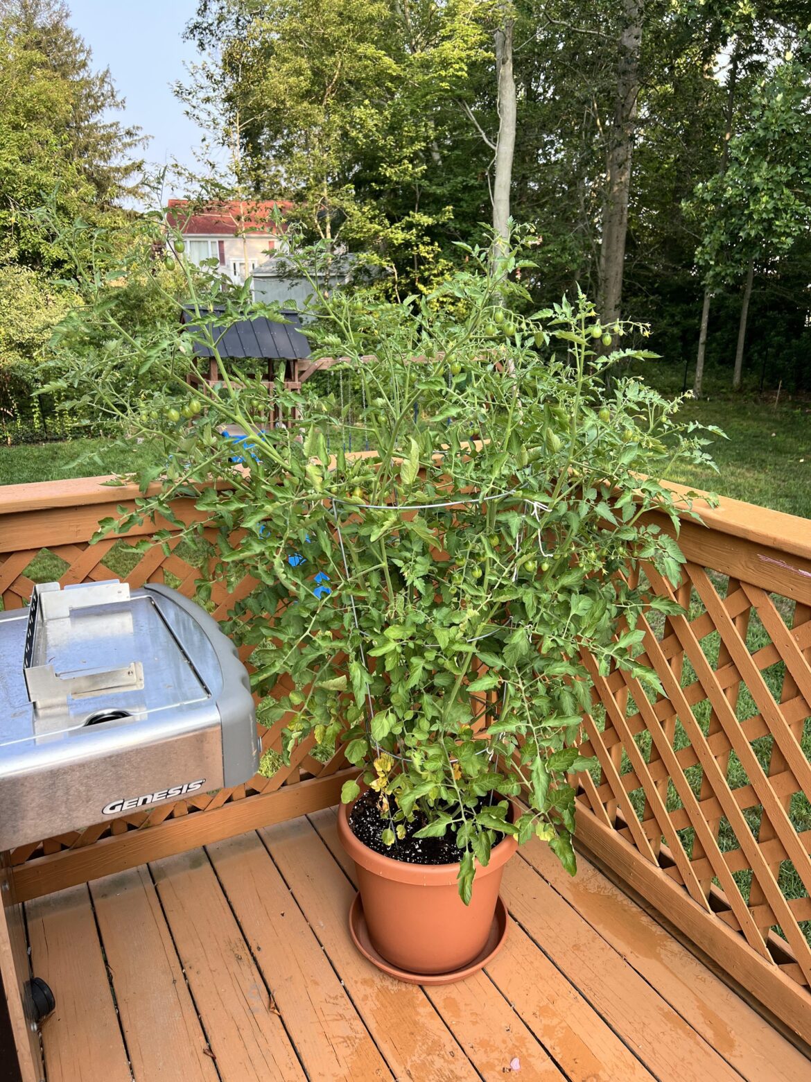 My 5 year old daughter got me a little 6” cherry tomato plant for Father’s Day, and here it is today. I know tomatoes aren’t hard to grow, but I’m proud of it.