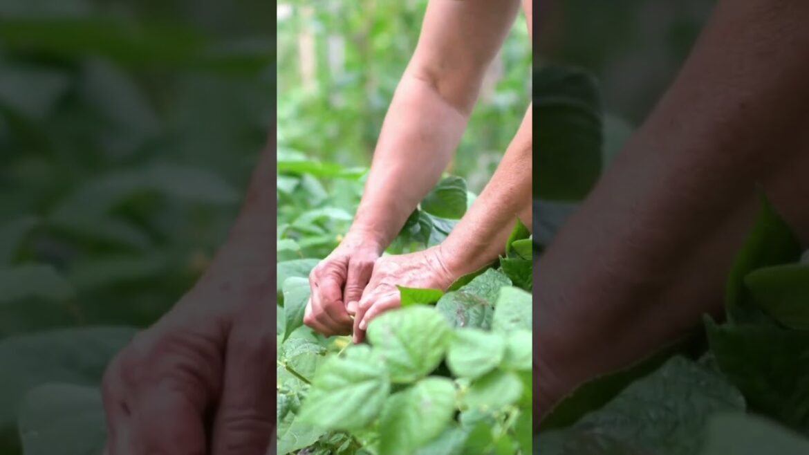 8.Les Haricots Le Potager en Août On ne s'arrête jamais  #potager #jardin #permaculture  #garden