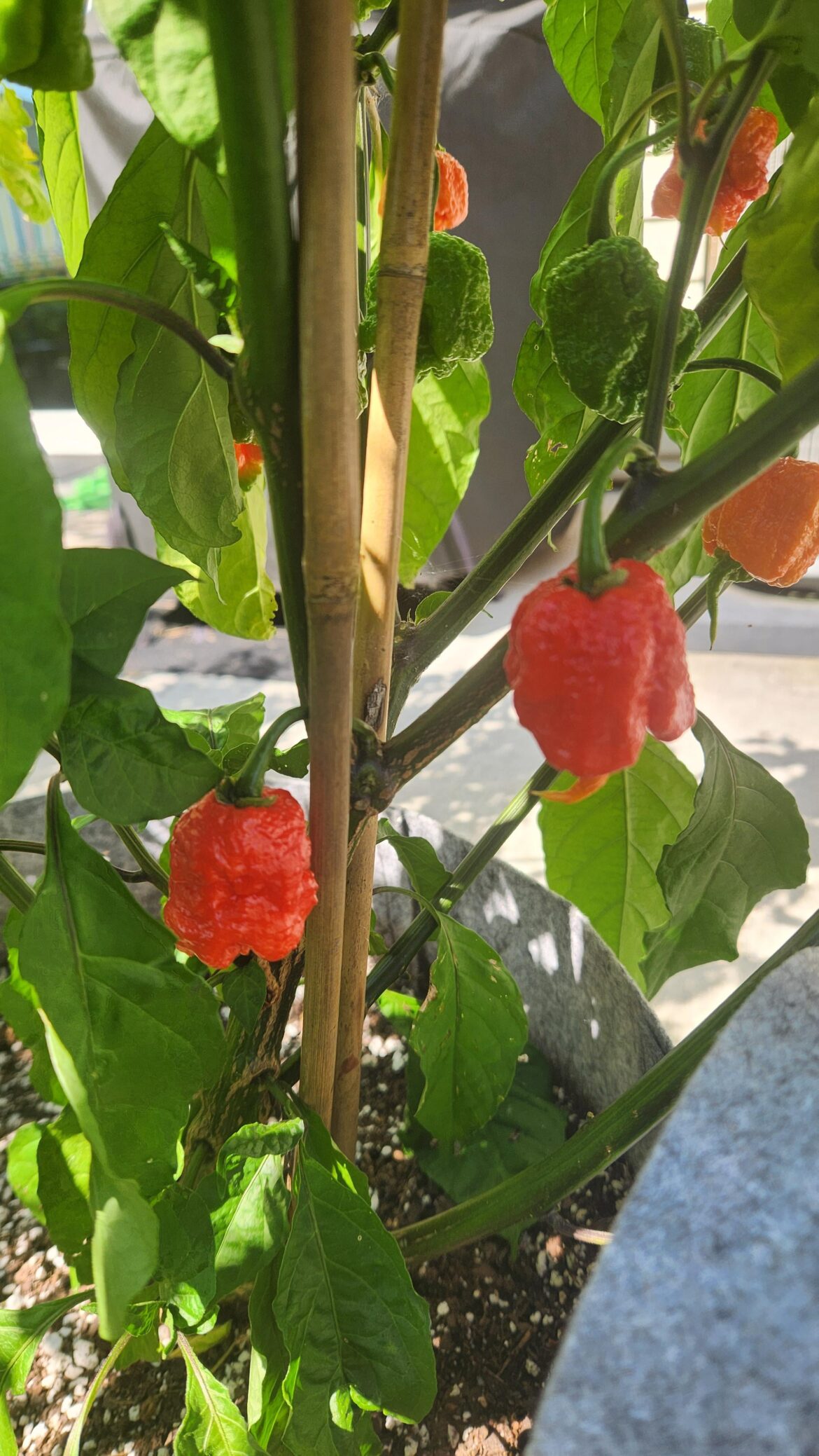 carolina reapers update