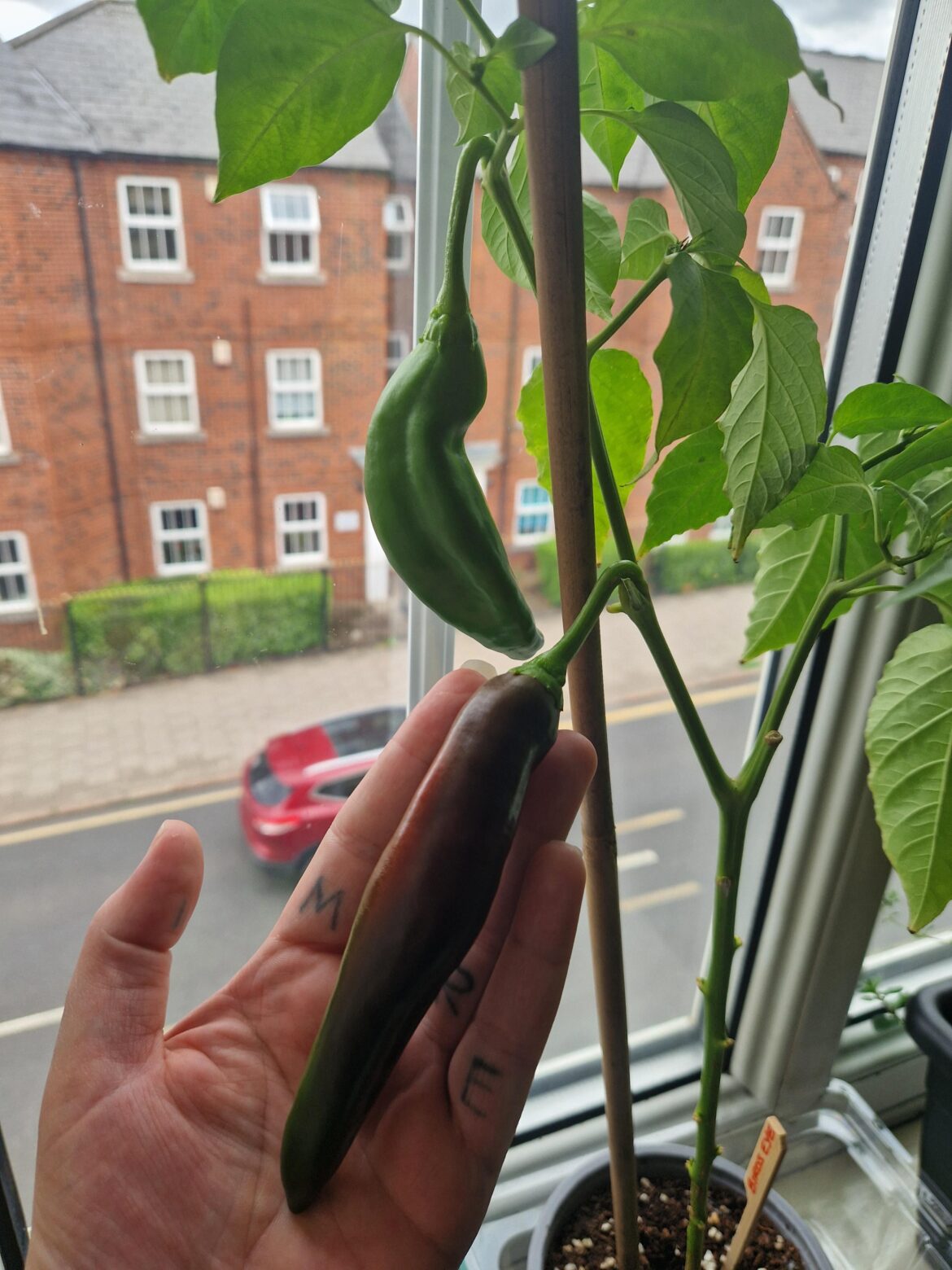 Think my seeds lied!