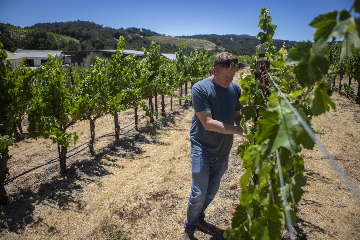 Will tariffs help or hurt California's wine industry?
